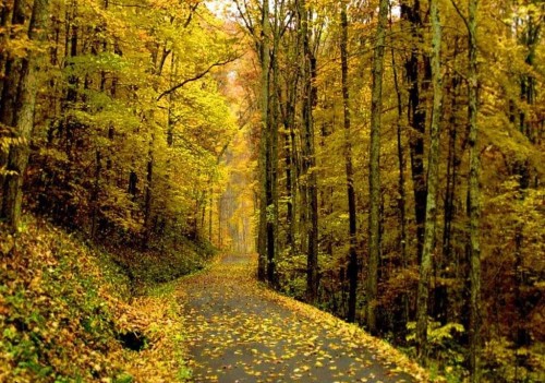 Obrázok